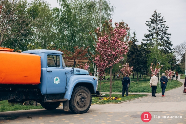 Место для красивых фото: в парке Победы в Одессе зацвела сакура. Фото