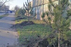 На улицах Одессы коммунальщики посадили сосны