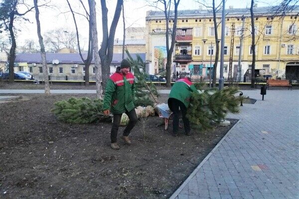 На улицах Одессы коммунальщики посадили сосны