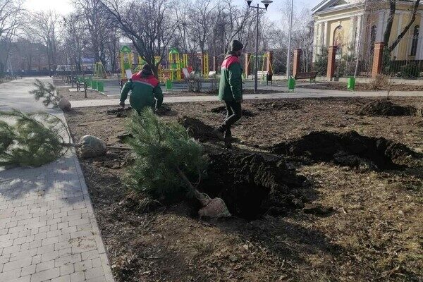 На улицах Одессы коммунальщики посадили сосны