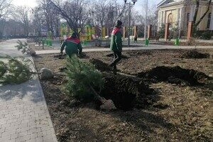 На улицах Одессы коммунальщики посадили сосны