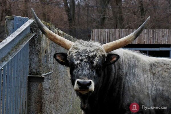 Як допомогти Одеському зоопарку під час війни