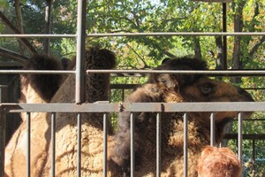 К невесте: в Одессу из Николаева привезли верблюда