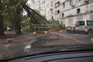Непогода: сильный ветер в Одессе повалил 19 деревьев и больших веток (фото)