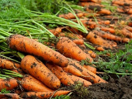 З&nbsp;ціною одного овоча помітили неприємну тенденцію: який коренеплід може подорожчати ще&nbsp;до&nbsp;кінця поточного тижня?