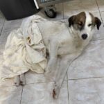 Житель Одесской области открыл стрельбу по собаке: дело расследует полиция