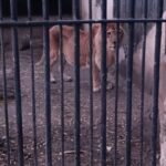 В Одессе в зоопарке умерла львица